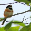 Long-tailed Tits